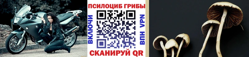 купить наркоту  Оса  Галлюциногенные грибы MAGIC MUSHROOMS 